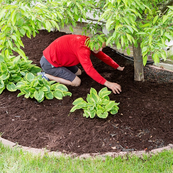 mulch installation can enhance the overall appearance of your property and create a polished look